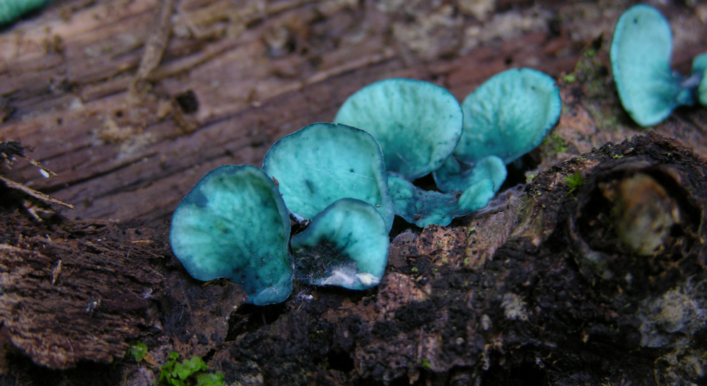 Chlorociboria aeruginascens (Nyl.) Kanouse ex C.S. Ramamurth